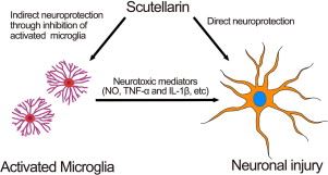 neuroprotection of scutellarin